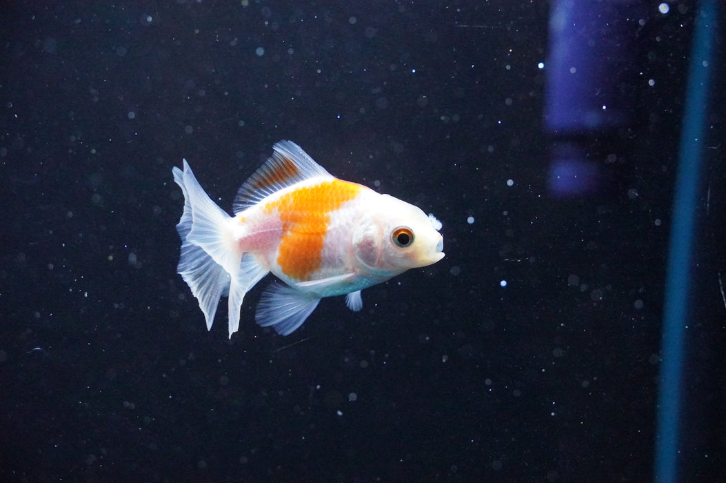 Baby Thai Oranda  Red White 2.5 Inch (ID#1031TPTA-42) Free2Day SHIPPING