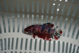 Candy Koi Galaxy  Plakat Female Betta (ID#801-F723) Free2Day SHIPPING