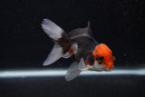 Juvenile Thai Oranda  Tricolor 3.5 Inch (ID#0107T13b-94) Free2Day SHIPPING