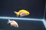 2Pack Thai Ranchu  Tricolor 2 Inch (ID#910ToPtD-34) Free2Day SHIPPING