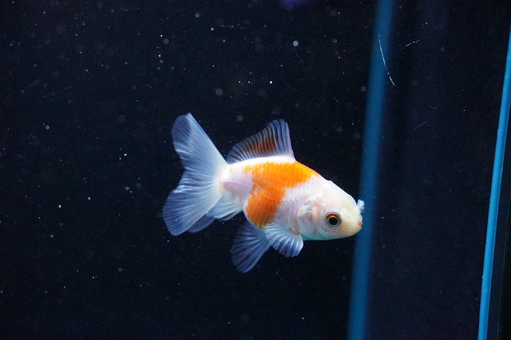 Baby Thai Oranda  Red White 2.5 Inch (ID#1031TPTA-42) Free2Day SHIPPING