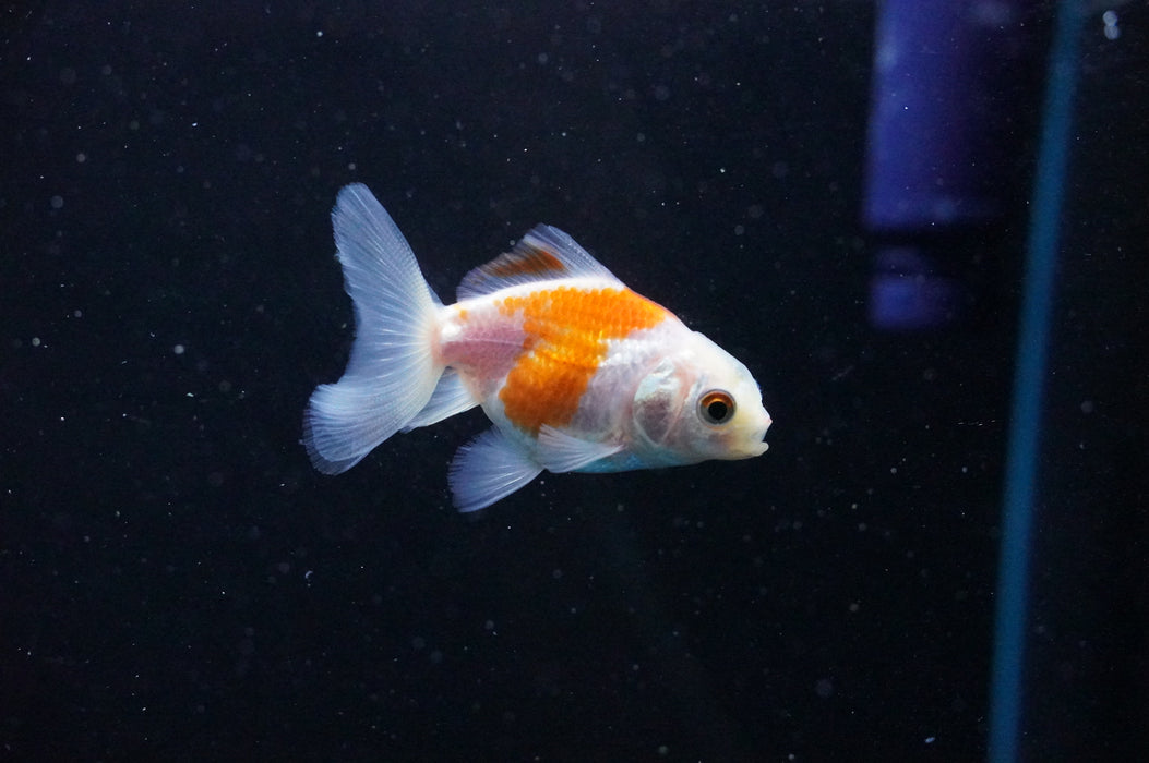 Baby Thai Oranda  Red White 2.5 Inch (ID#1031TPTA-42) Free2Day SHIPPING