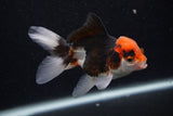 Juvenile Thai Oranda  Tricolor 3.5 Inch (ID#0107T13b-94) Free2Day SHIPPING