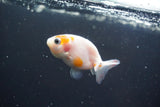 2Pack Thai Ranchu  Tricolor 2 Inch (ID#910ToPtD-34) Free2Day SHIPPING