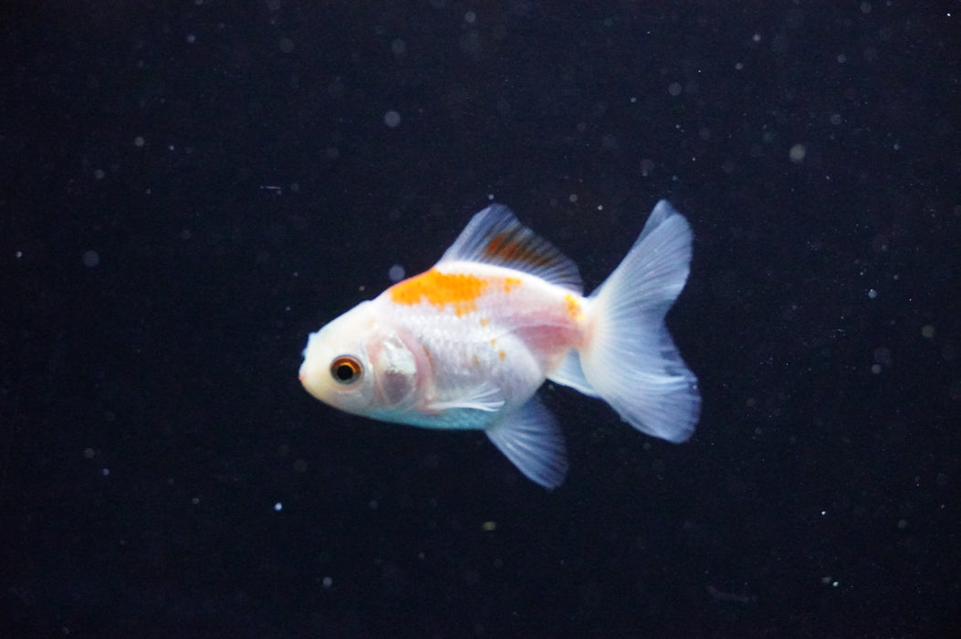 Baby Thai Oranda  Red White 2.5 Inch (ID#1031TPTA-42) Free2Day SHIPPING