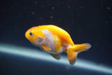 2Pack Thai Ranchu  Tricolor 2 Inch (ID#910ToPtD-34) Free2Day SHIPPING