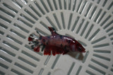 Candy Koi Galaxy  Plakat Female Betta (ID#801-F723) Free2Day SHIPPING