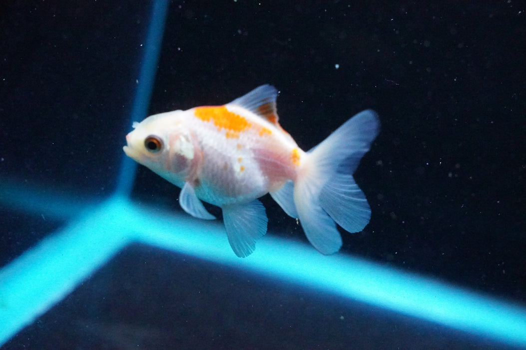 Baby Thai Oranda  Red White 2.5 Inch (ID#1031TPTA-42) Free2Day SHIPPING