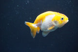 2Pack Thai Ranchu  Tricolor 2 Inch (ID#910ToPtD-34) Free2Day SHIPPING