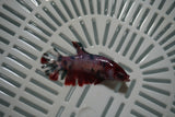 Candy Koi Galaxy  Plakat Female Betta (ID#801-F723) Free2Day SHIPPING