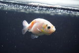 2Pack Thai Ranchu  Tricolor 2 Inch (ID#910ToPtD-34) Free2Day SHIPPING