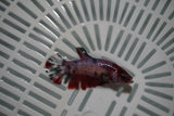 Candy Koi Galaxy  Plakat Female Betta (ID#801-F723) Free2Day SHIPPING