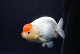 Lionchu  Red White 4.5 Inch (ID#1115R12a-106) Free2Day SHIPPING