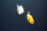 2Pack Thai Ranchu  Tricolor 2 Inch (ID#910ToPtD-35) Free2Day SHIPPING