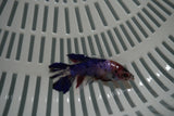 Candy Koi Galaxy  Plakat Female Betta (ID#801-F724) Free2Day SHIPPING