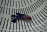 Candy Koi Galaxy  Plakat Female Betta (ID#801-F724) Free2Day SHIPPING