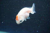 2Pack Thai Ranchu  Tricolor 2 Inch (ID#910ToPtD-35) Free2Day SHIPPING