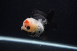 Short Body Thai Oranda  Tricolor 3.5 Inch (ID#0103T14b-101) Free2Day SHIPPING