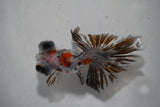 Butterfly  Calico 4 Inch (ID#1001B8b-18) Free2Day SHIPPING