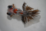 Butterfly  Calico 4 Inch (ID#1001B8b-18) Free2Day SHIPPING