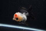 Short Body Thai Oranda  Tricolor 3.5 Inch (ID#0103T14b-101) Free2Day SHIPPING