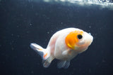 2Pack Thai Ranchu  Tricolor 2 Inch (ID#910ToPtD-35) Free2Day SHIPPING