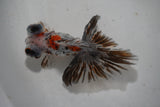 Butterfly  Calico 4 Inch (ID#1001B8b-18) Free2Day SHIPPING