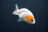 2Pack Thai Ranchu  Tricolor 2 Inch (ID#910ToPtD-35) Free2Day SHIPPING