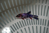 Candy Koi Galaxy  Plakat Female Betta (ID#801-F724) Free2Day SHIPPING