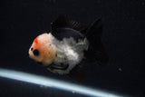 Short Body Thai Oranda  Tricolor 3.5 Inch (ID#0103T14b-101) Free2Day SHIPPING