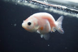 2Pack Thai Ranchu  Tricolor 2 Inch (ID#910ToPtD-35) Free2Day SHIPPING