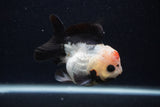 Short Body Thai Oranda  Tricolor 3.5 Inch (ID#0103T14b-101) Free2Day SHIPPING