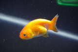 2Pack Thai Ranchu  Tricolor 2 Inch (ID#910ToPtD-35) Free2Day SHIPPING