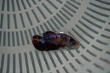 Candy Koi Galaxy  Plakat Female Betta (ID#801-F725) Free2Day SHIPPING