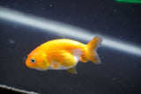 2Pack Thai Ranchu  Tricolor 2 Inch (ID#910ToPtD-35) Free2Day SHIPPING