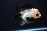 Short Body Thai Oranda  Tricolor 3.5 Inch (ID#0103T14b-101) Free2Day SHIPPING