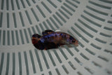 Candy Koi Galaxy  Plakat Female Betta (ID#801-F725) Free2Day SHIPPING