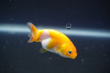 2Pack Thai Ranchu  Tricolor 2 Inch (ID#910ToPtD-35) Free2Day SHIPPING