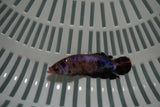 Candy Koi Galaxy  Plakat Female Betta (ID#801-F725) Free2Day SHIPPING