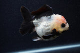 Short Body Thai Oranda  Tricolor 3.5 Inch (ID#0103T14b-101) Free2Day SHIPPING