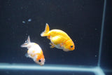 2Pack Thai Ranchu  Tricolor 2 Inch (ID#910ToPtD-36) Free2Day SHIPPING