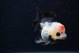 Short Body Thai Oranda  Tricolor 3.5 Inch (ID#0103T14b-101) Free2Day SHIPPING