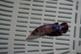 Candy Koi Galaxy  Plakat Female Betta (ID#801-F725) Free2Day SHIPPING