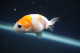 2Pack Thai Ranchu  Tricolor 2 Inch (ID#910ToPtD-36) Free2Day SHIPPING