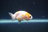 2Pack Thai Ranchu  Tricolor 2 Inch (ID#910ToPtD-36) Free2Day SHIPPING