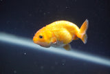 2Pack Thai Ranchu  Tricolor 2 Inch (ID#910ToPtD-36) Free2Day SHIPPING