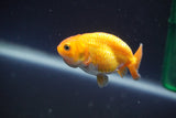 2Pack Thai Ranchu  Tricolor 2 Inch (ID#910ToPtD-36) Free2Day SHIPPING