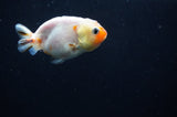 Baby Ranchu  Sakura 3 Inch (ID#314R9c-27) Free2Day SHIPPING