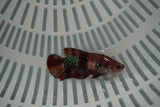 Koi Galaxy  Plakat Female Betta (ID#801-F726) Free2Day SHIPPING