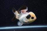 Short Body Thai Oranda  Tricolor 3.5 Inch (ID#0103T14b-102) Free2Day SHIPPING